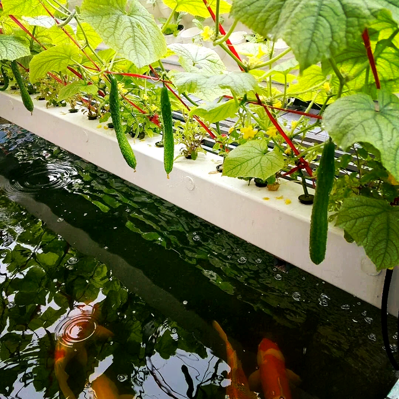 濮阳市水培蔬菜鱼菜共生 - 哪里好