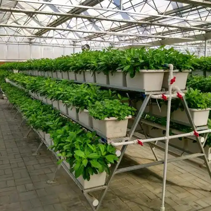 濮阳市植物工厂薄膜大棚 - 哪里好